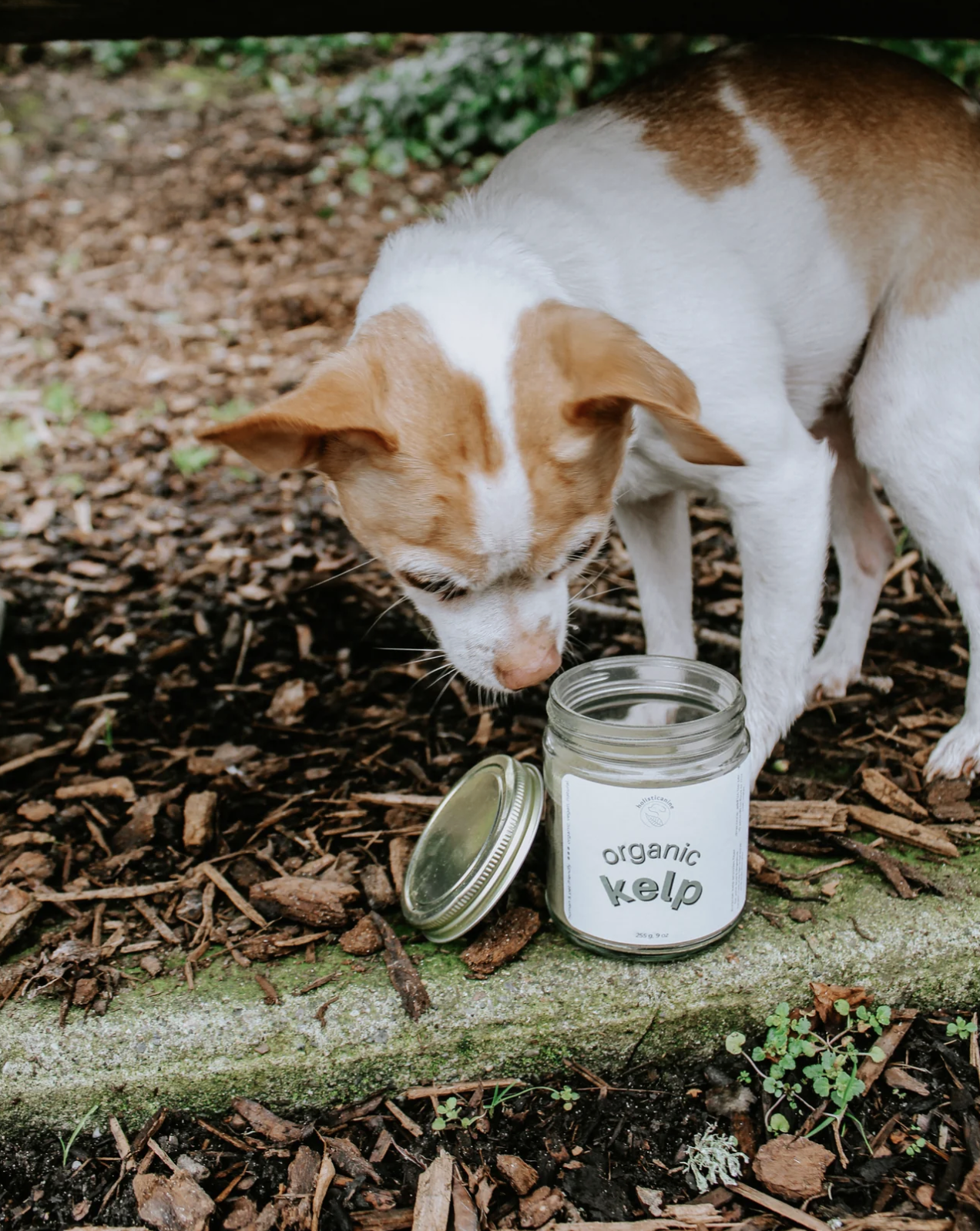 Holisticanine | Organic Kelp | Skin + Coat, Dental, Allergy Supplement