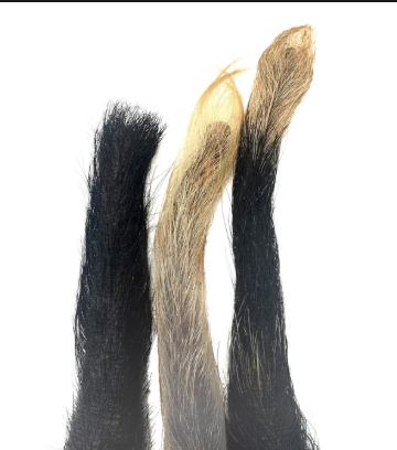 Pig Tail | Dehydrated