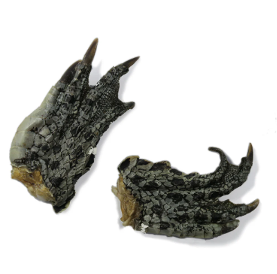 Crocodile Feet