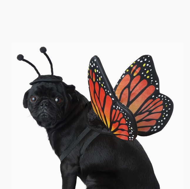 California Costumes | Monarch Butterfly | Halloween
