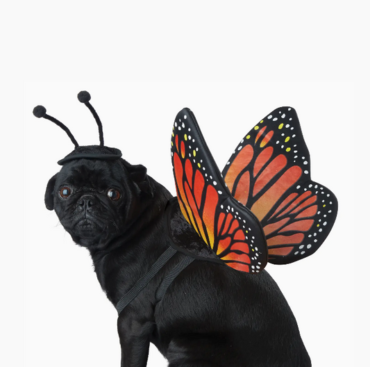 California Costumes | Monarch Butterfly | Halloween