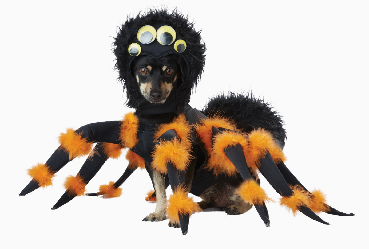 California Costumers | Spider Pup | Halloween