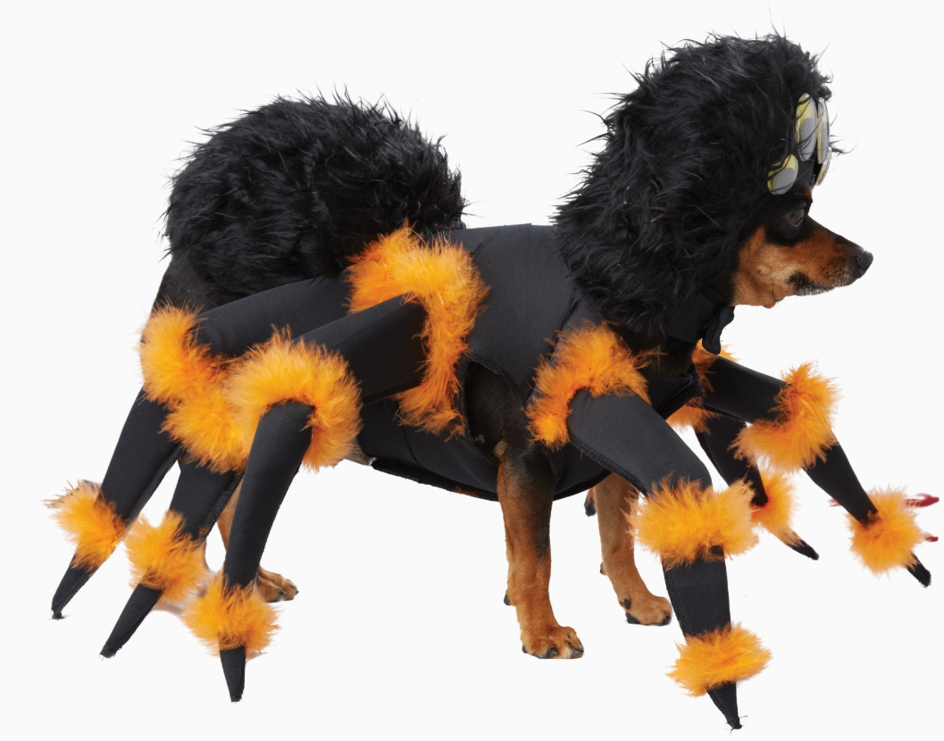 California Costumers | Spider Pup | Halloween