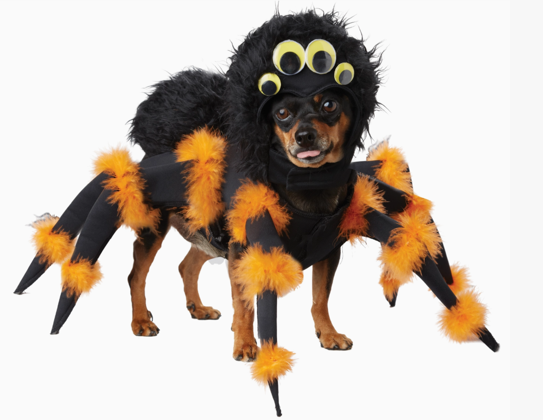 California Costumers | Spider Pup | Halloween
