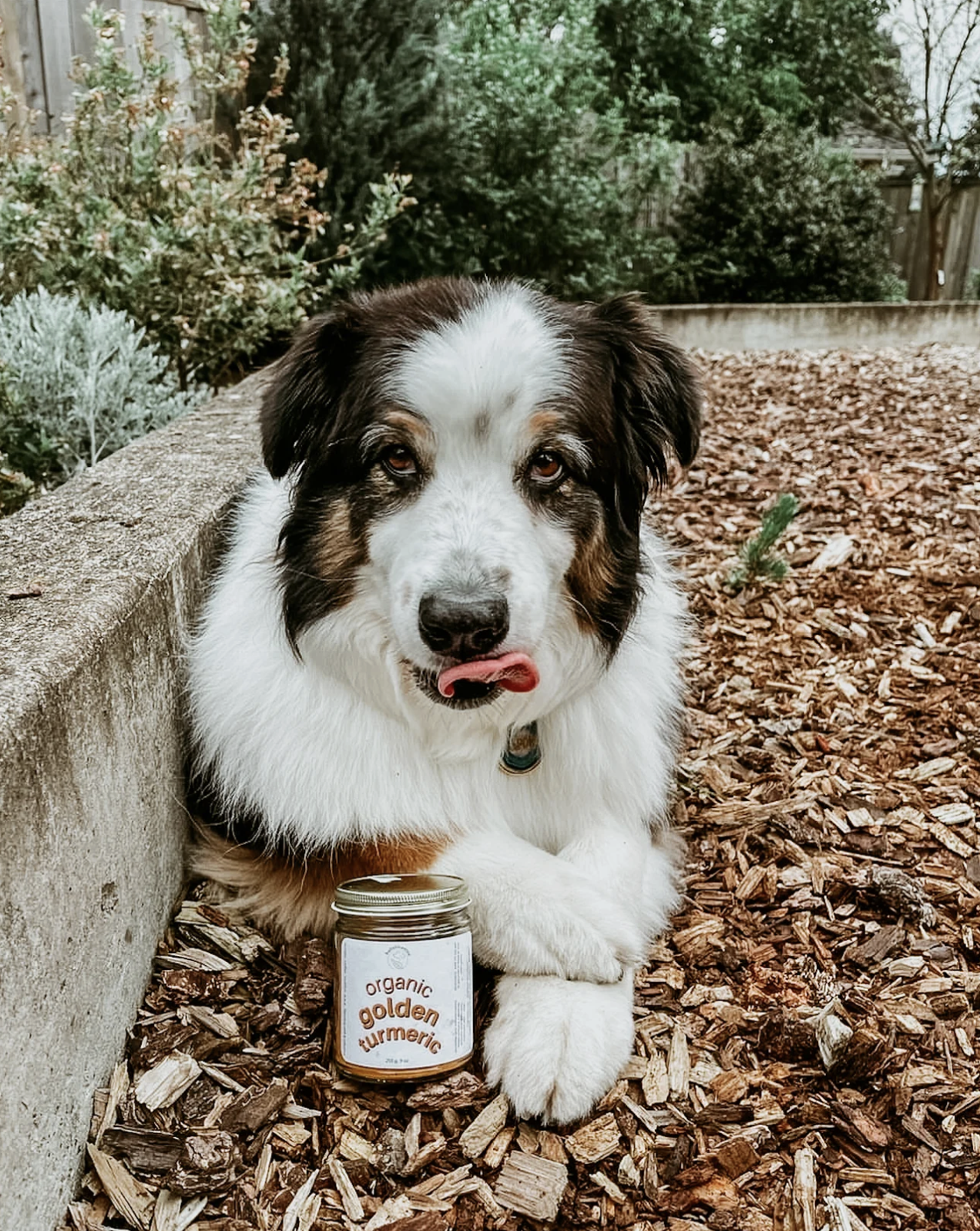 Holisticanine | Organic Golden Turmeric | Anti-Inflammatory, Arthritis + Joint Relief Supplement