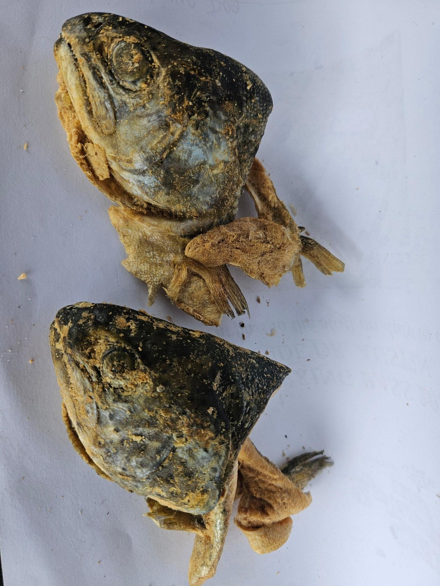 Trout Head | Freeze Dried